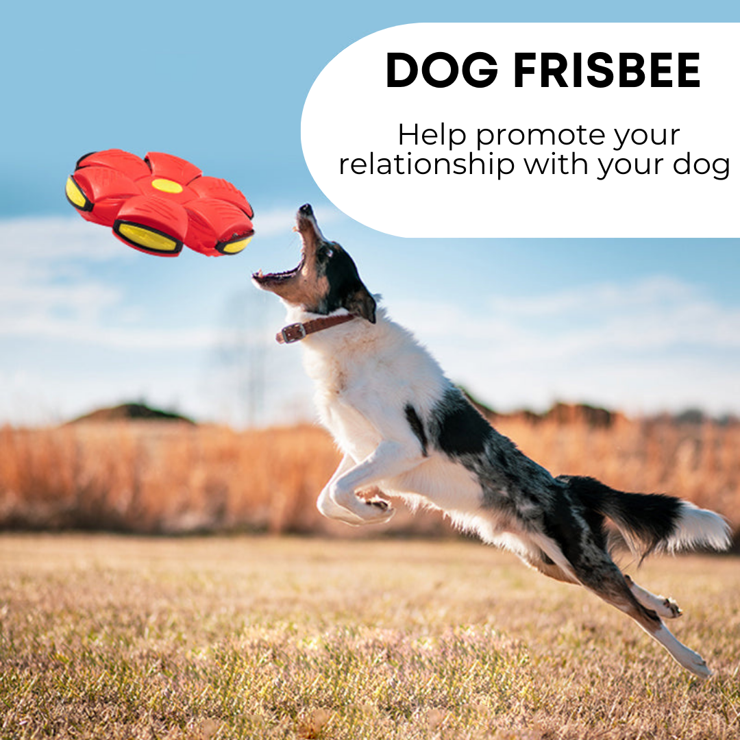 FurFrenzy Dog Frisbee